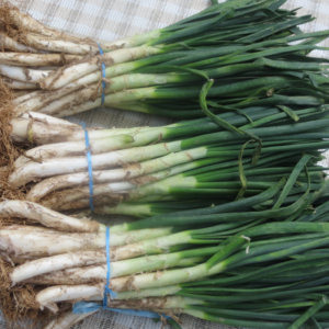 CALÇOTS per CUINAR 10 Unitats